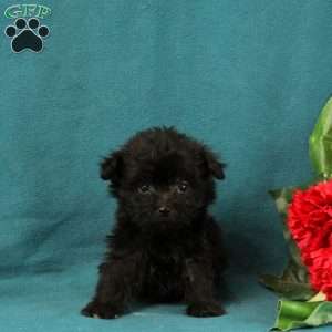 Gatsby, Maltipoo Puppy